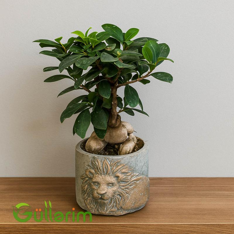 Ficus Bonsai (Fikus Bonsayi)