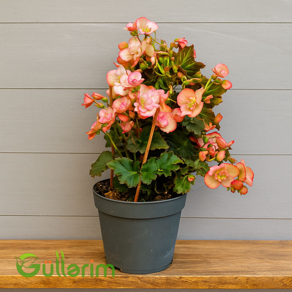 Begonia (Beqoniya)