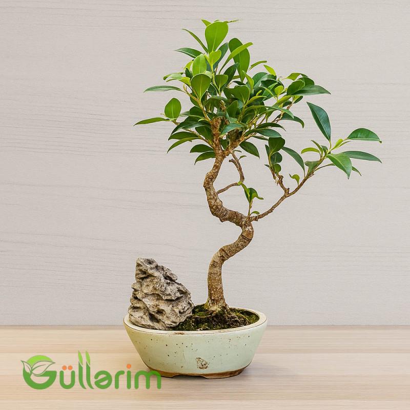 Ficus Bonsai (Fikus Bonsayi)