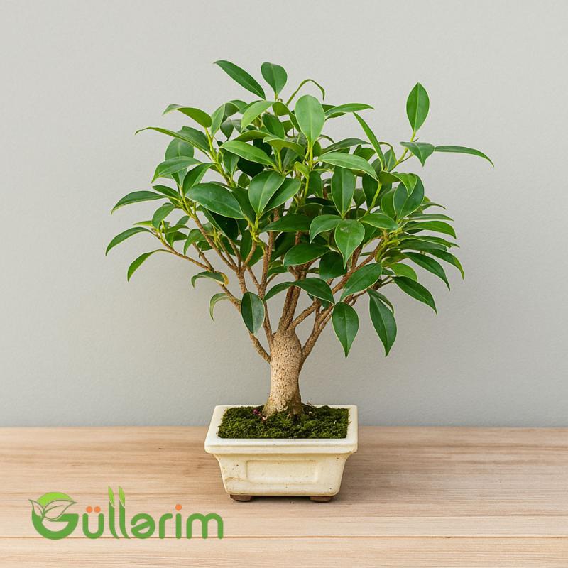 Ficus Bonsai (Fikus Bonsayi)