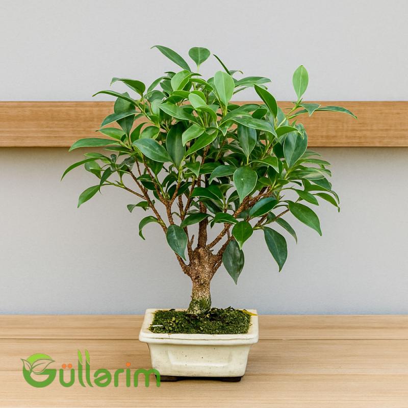Ficus Bonsai (Fikus Bonsayi)