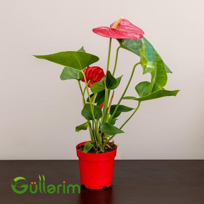 Anturium (və ya Qırmızı Flamingo Çiçəyi)