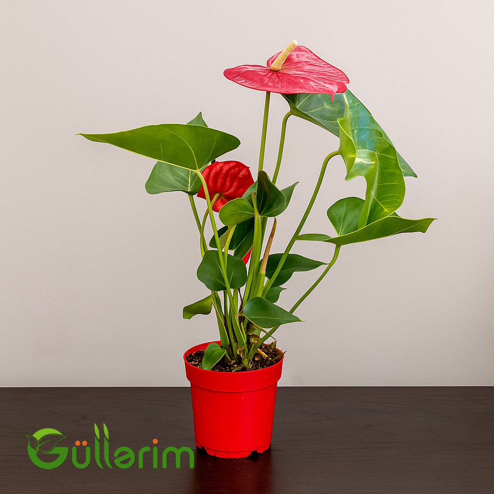 Anturium (və ya Qırmızı Flamingo Çiçəyi)