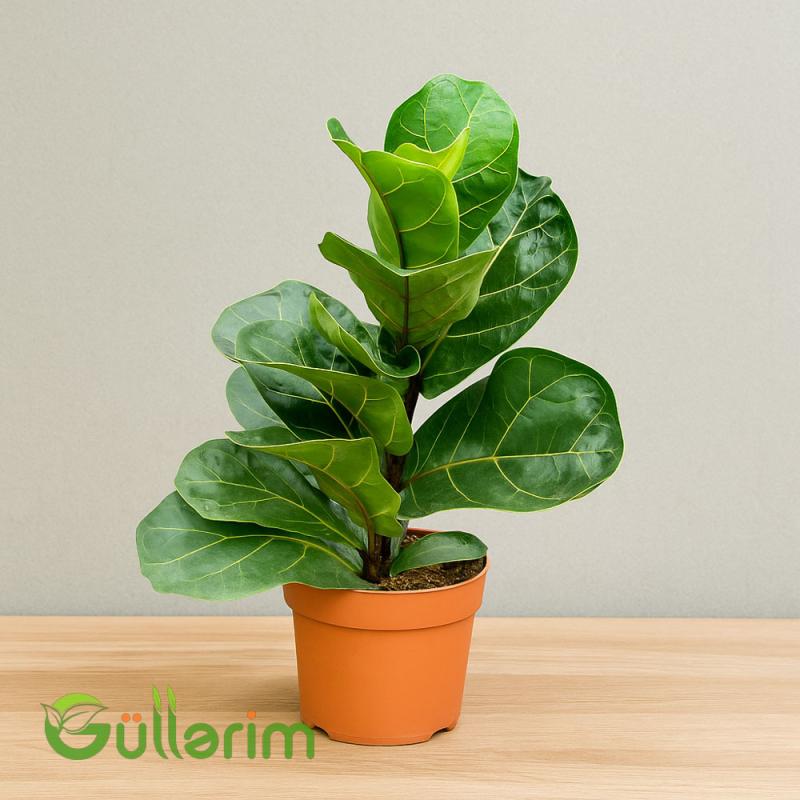 Ficus lyrata (Fikus lirata)