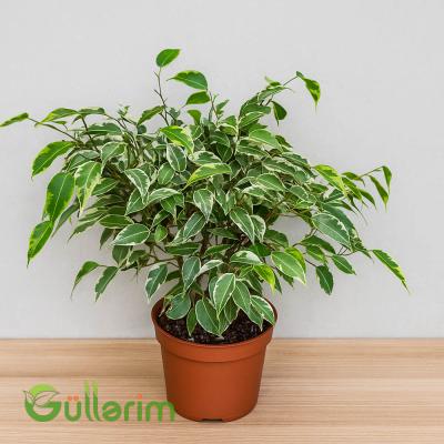 Ficus Benjamina (Fikus Benjamin)