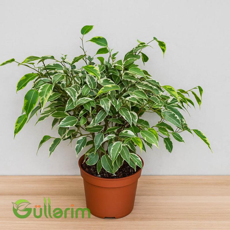 Ficus Benjamina (Fikus Benjamin)