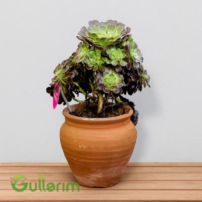 Aeonium