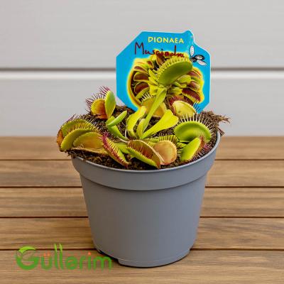 Venus Flytrap (Ət yeyən bitki)