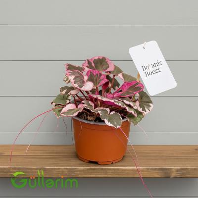 Begonia rex