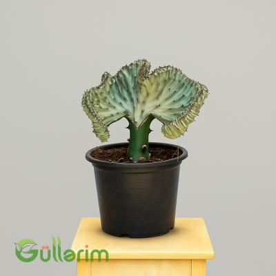 Merçan Kaktusu (Euphorbia Lactea 'Cristata')