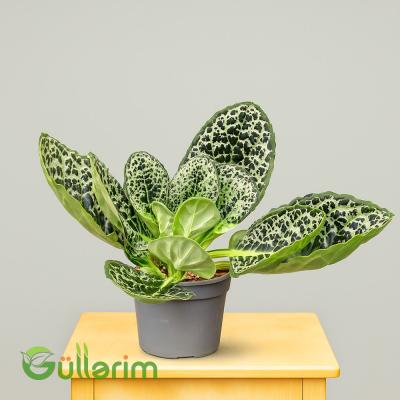 Falenopsus (Peperomiya növü)