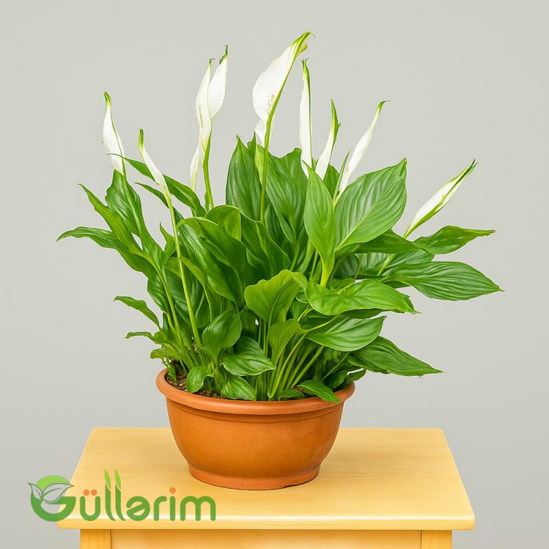 Spathiphyllum ( Spatifilum )