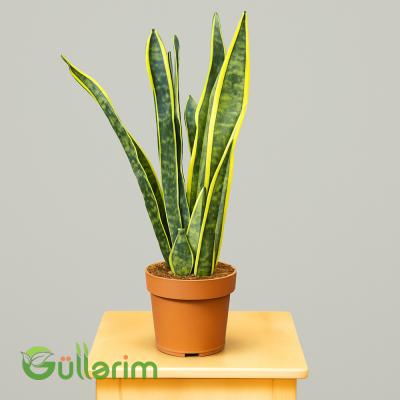 Sansevieria (Sansiveriya)