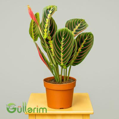 Maranta leuconeura (Maranta)