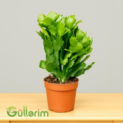 Schlumbergera truncata (Dekabrist gülü)