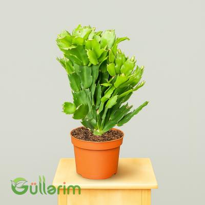 Schlumbergera truncata (Dekabrist gülü)