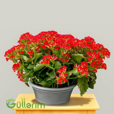Kalanxoe blossfeldiana (Kalanxoe)