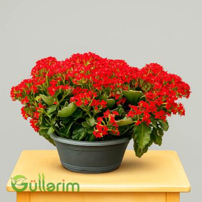 Kalanxoe blossfeldiana (Kalanxoe)