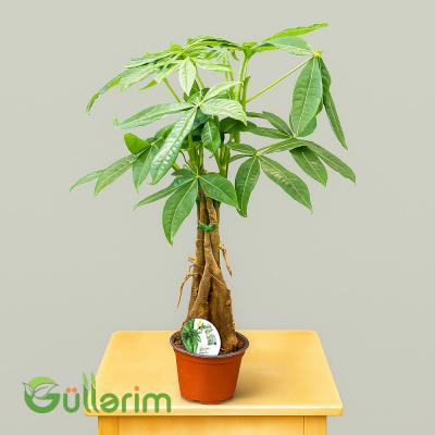 Pul ağacı (Pachira aquatica)