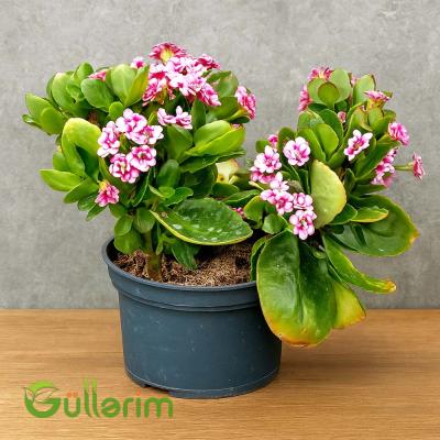 Kalanxoe blossfeldiana (Kalanxoe)
