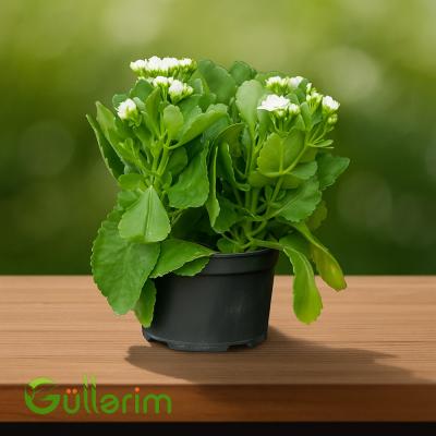 Kalanxoe blossfeldiana (Kalanxoe)