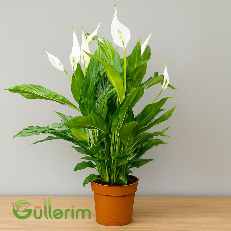Spathiphyllum ( Spatifilum )