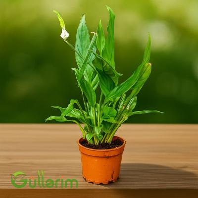 Spathiphyllum ( Spatifilum )