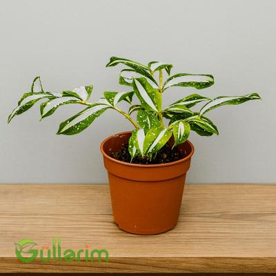 Dracaena Surculosa 'Milky Way