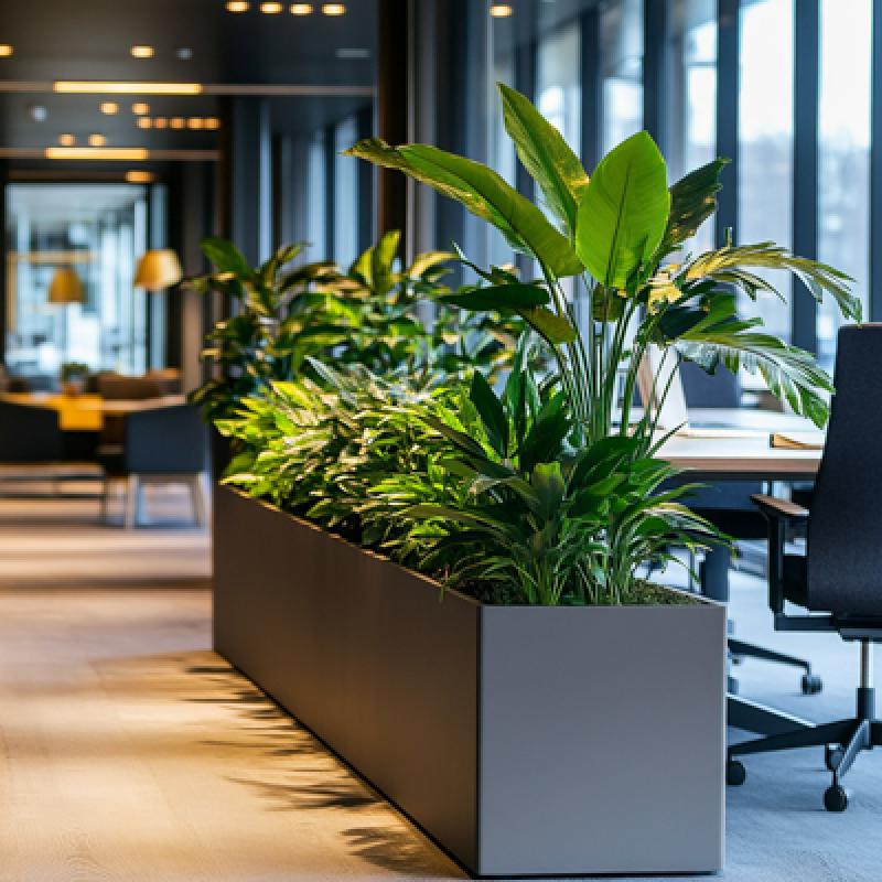 “Az işıqlı və pəncərəsiz məkanlar üçün bitki növləri