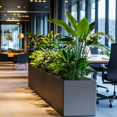 “Az işıqlı və pəncərəsiz məkanlar üçün bitki növləri