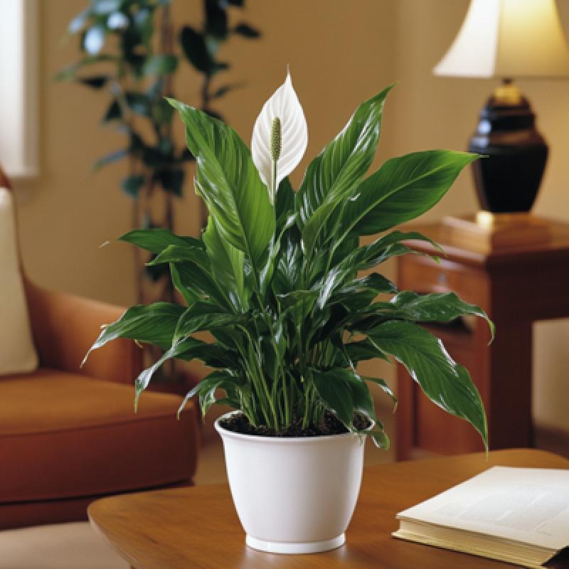 Hava təmizləyən 10 ən yaxşı ev bitkisi