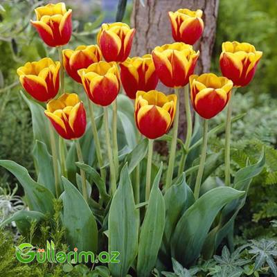 Tulpan qarışıq (Tülpan)