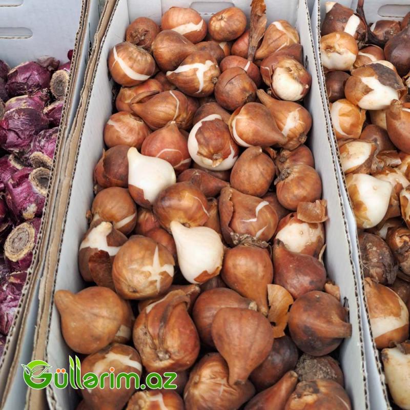 Tulpan qarışıq (Tülpan)