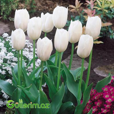 Tulpan qarışıq (Tülpan)