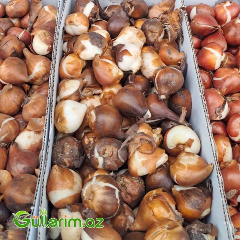 Tulpan qarışıq (Tülpan)