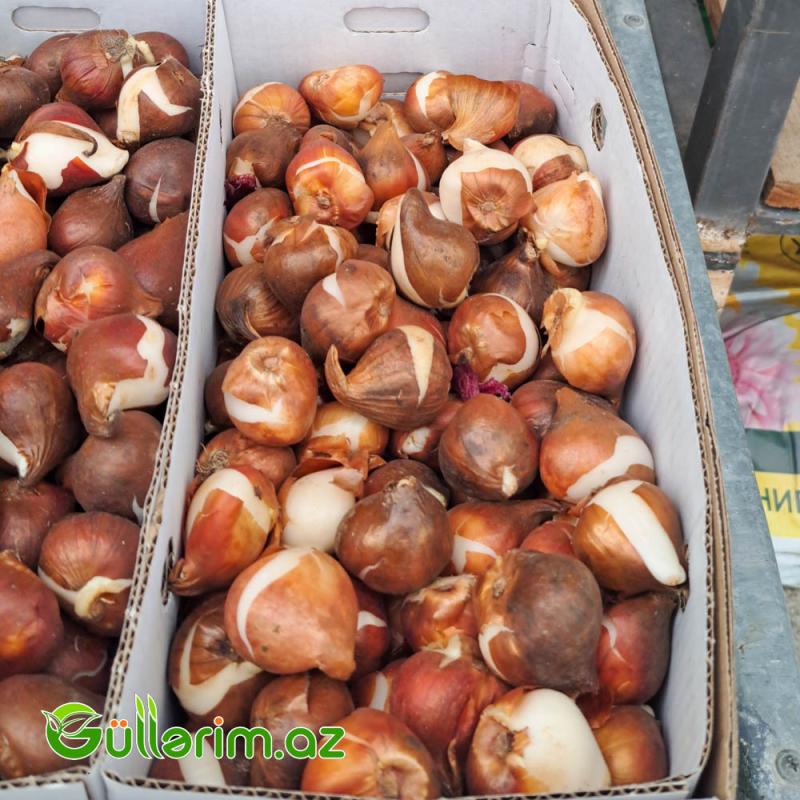 Tulpan qarışıq (Tülpan)