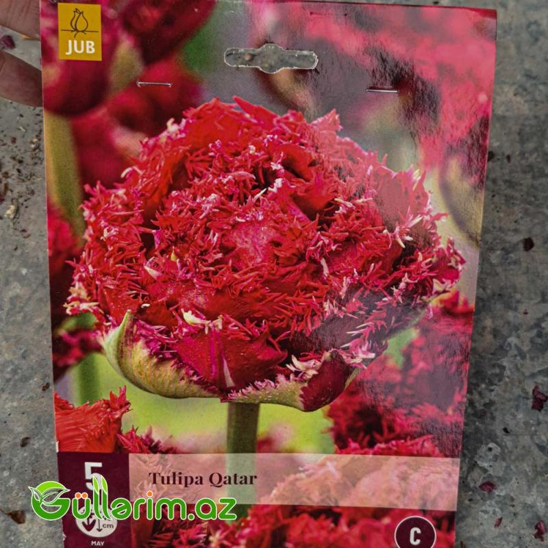Tulpan Qatar (Tülpan)