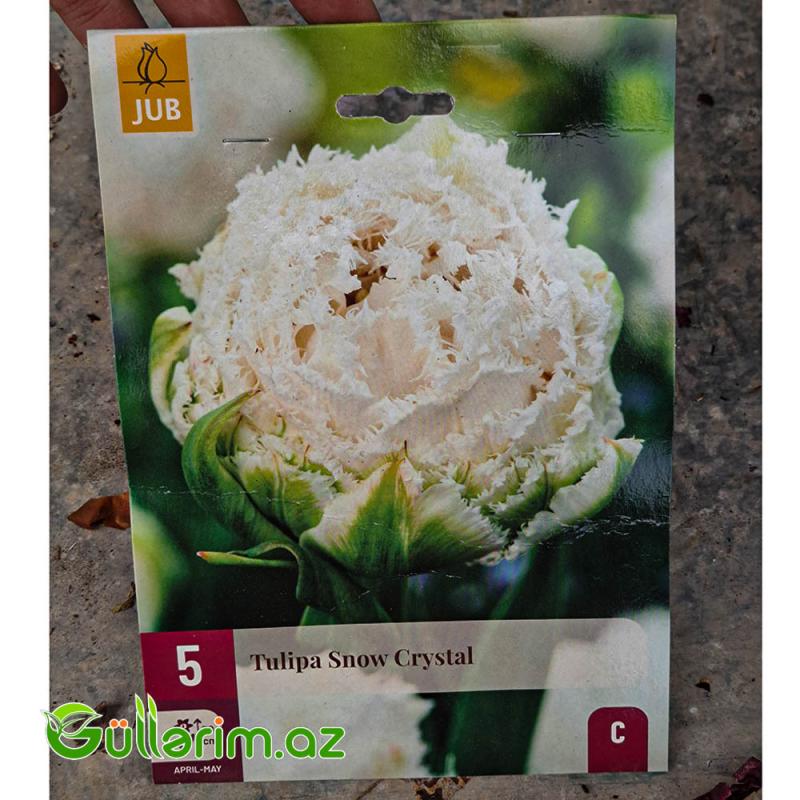 Tulpan Snow Crystal (Tülpan)