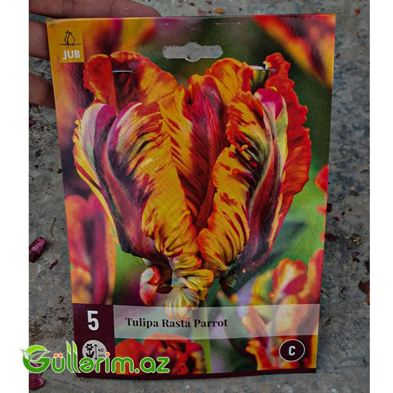 Papuqay Tulpan Rasta (Tülpan)