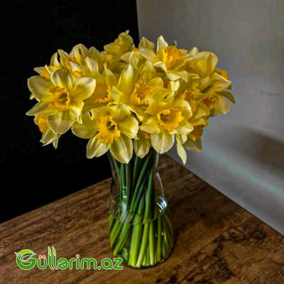 Nergiz sogan Dutch Master (Nərgiz)