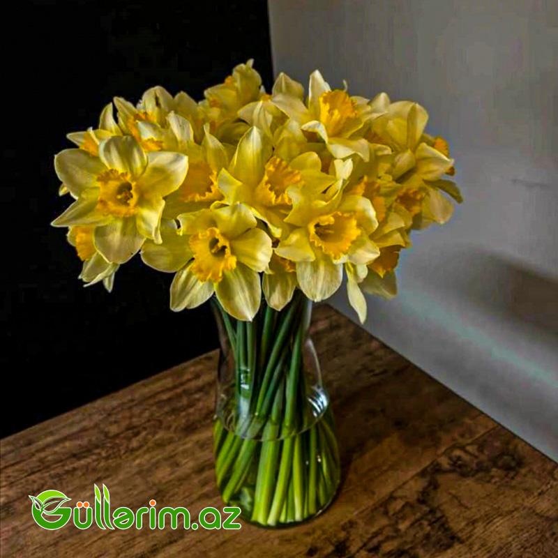 Nergiz sogan Dutch Master (Nərgiz)