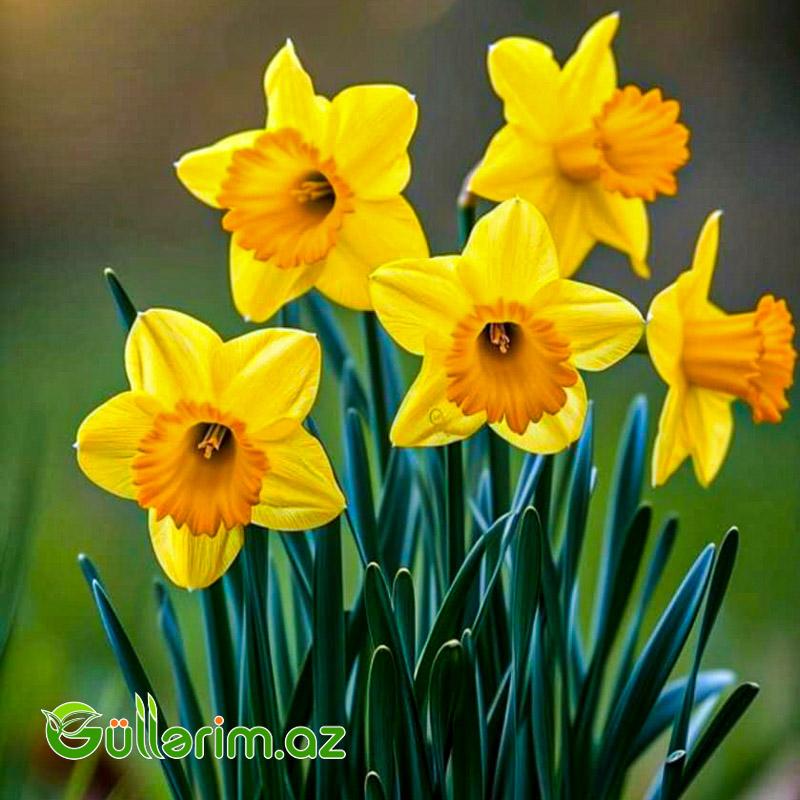 Nergiz sogan Dutch Master (Nərgiz)