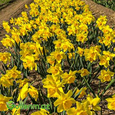 Nergiz sogan Dutch Master (Nərgiz)