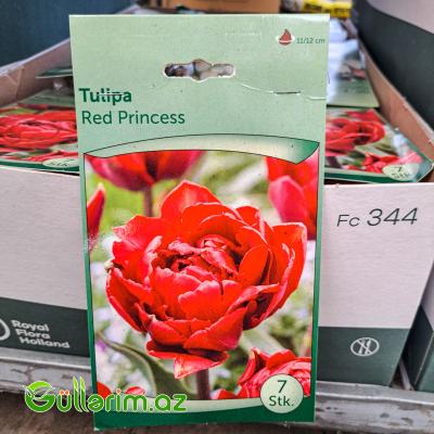 Tulpan qırmızı şahzadə (Tülpan)