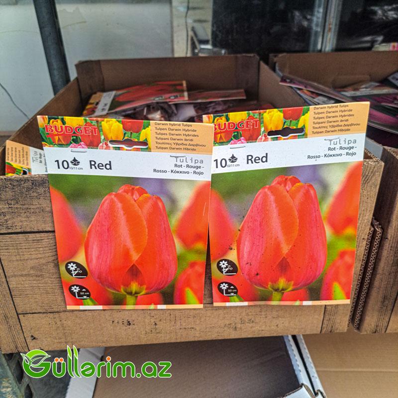 Tulpan qırmız (Tülpan)