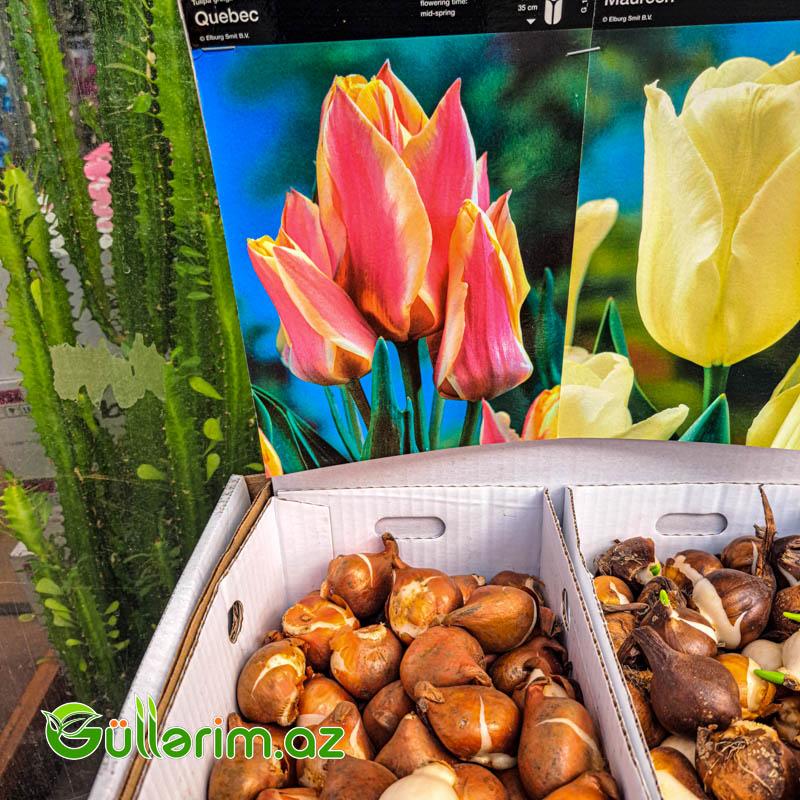 Tulpan qarışıq (Tülpan)