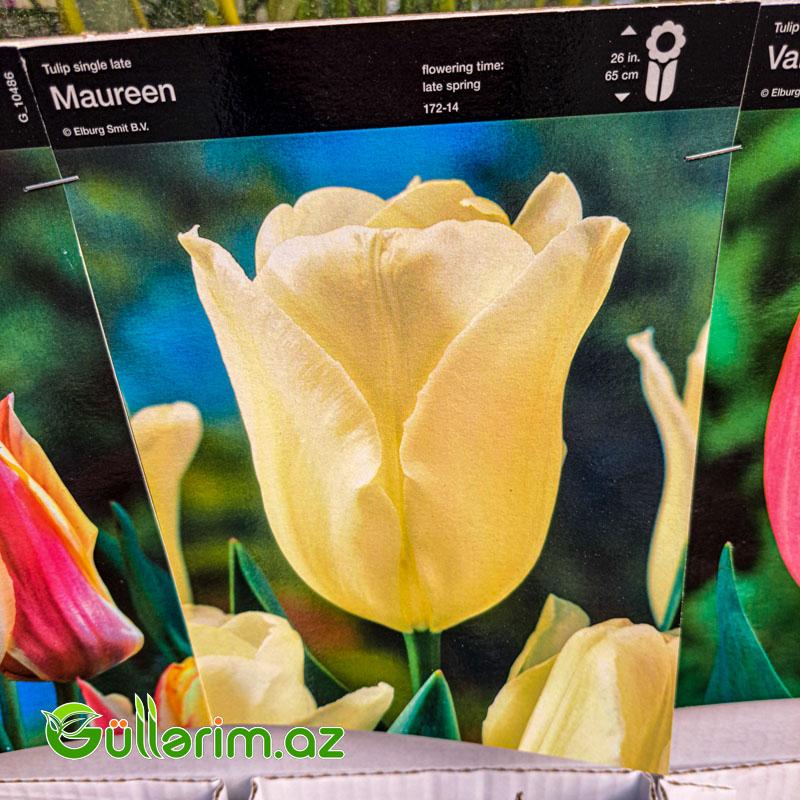 Tulpan qarışıq (Tülpan)