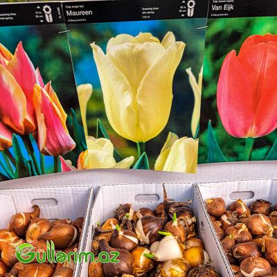 Tulpan qarışıq (Tülpan)