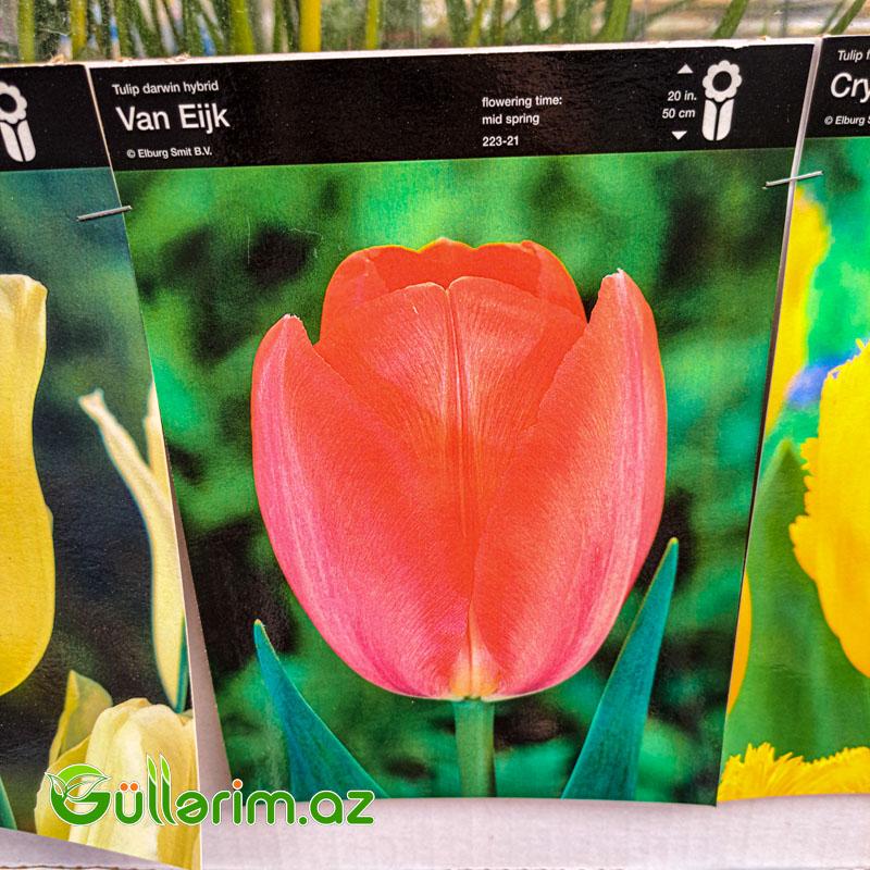 Tulpan qarışıq (Tülpan)