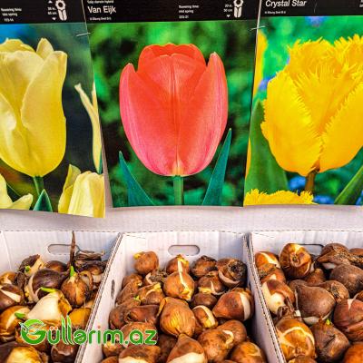 Tulpan qarışıq (Tülpan)